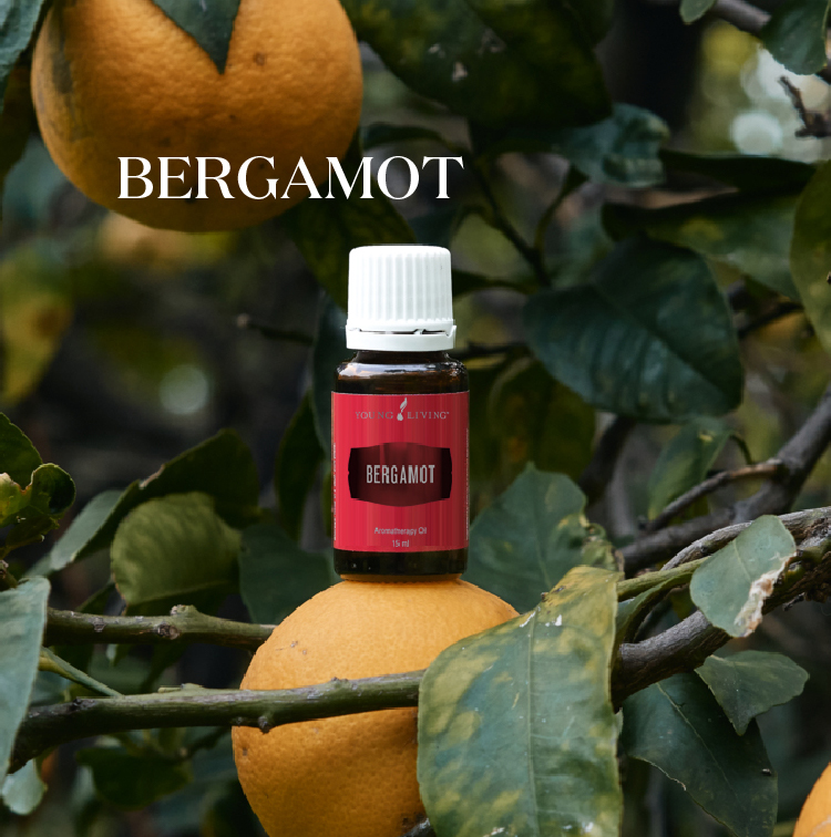 佛手柑 Bergamot