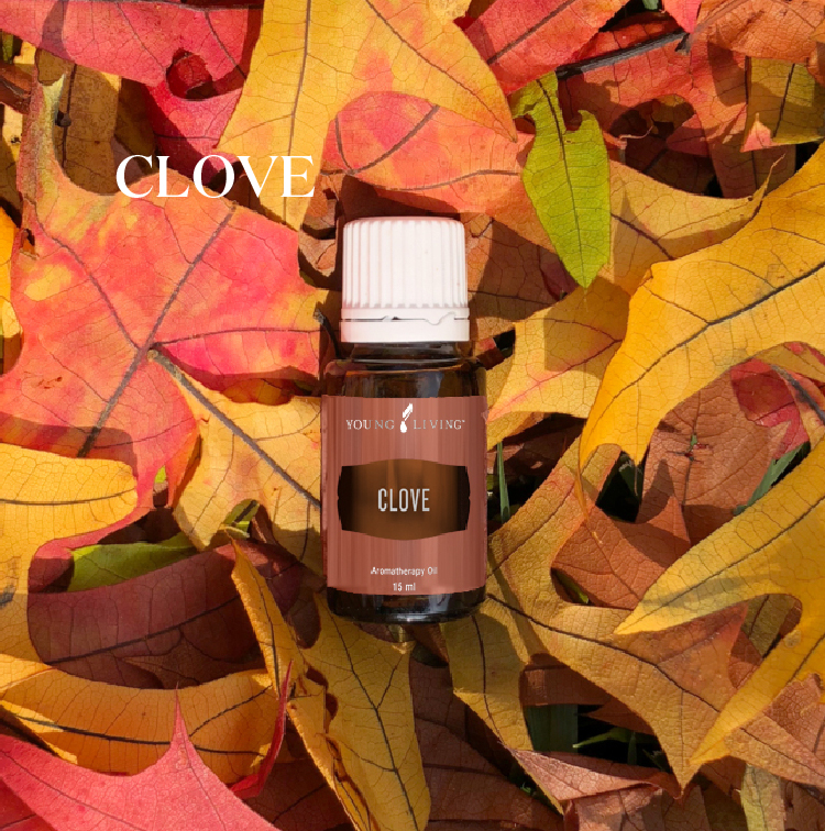 丁香 Clove