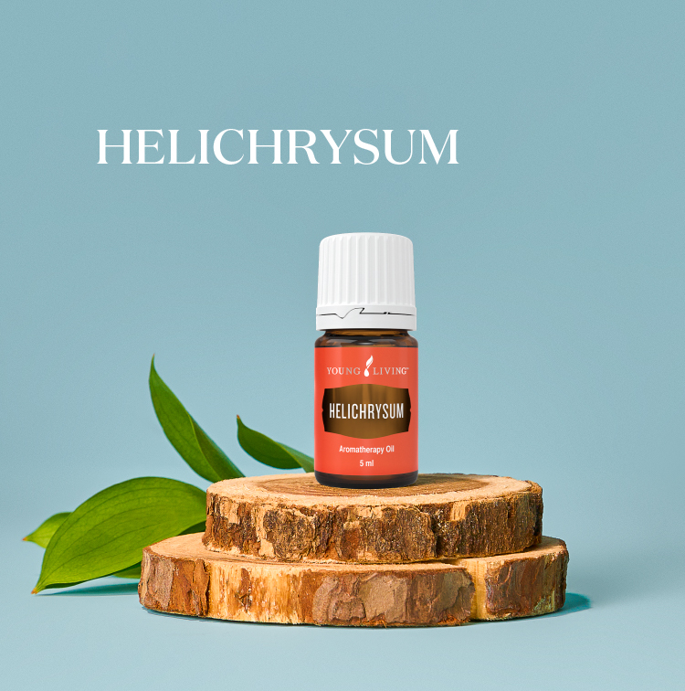 蜡菊 Helichrysum