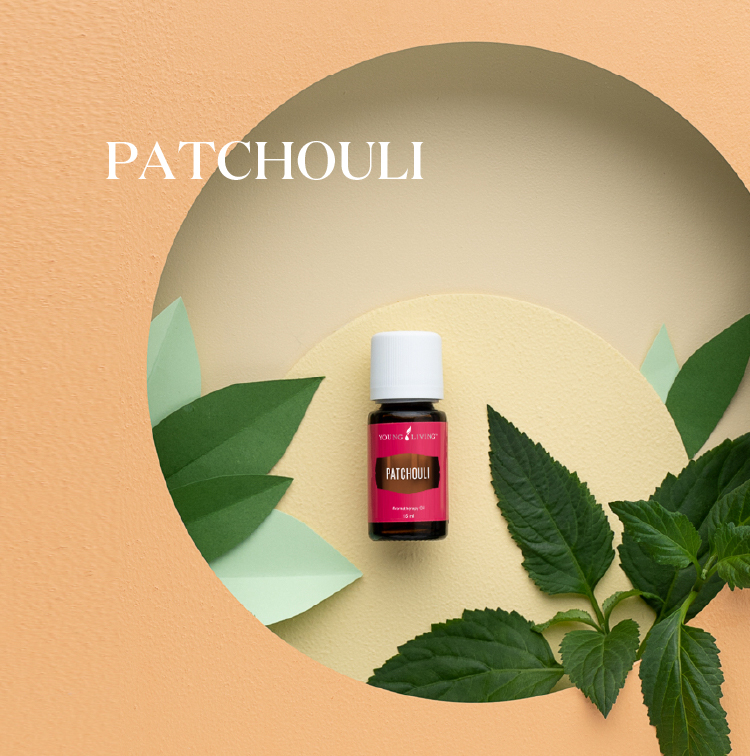 广藿香 Patchouli