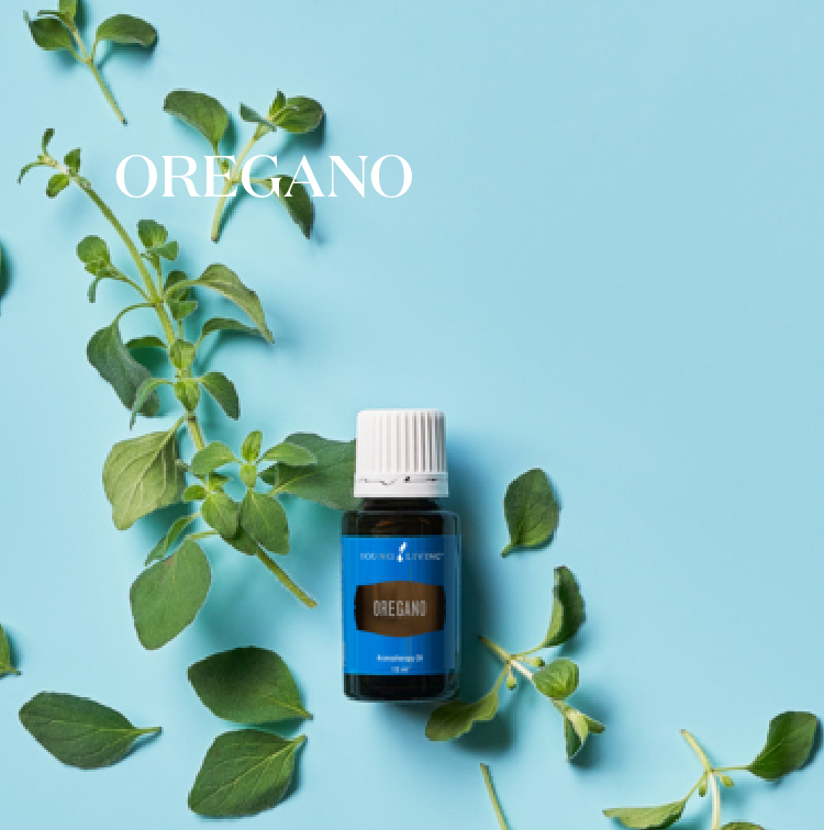 牛至 Oregano