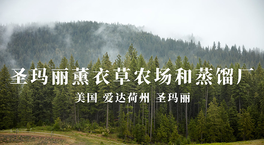 美国爱达荷州圣玛丽薰衣草农场和蒸馏工厂