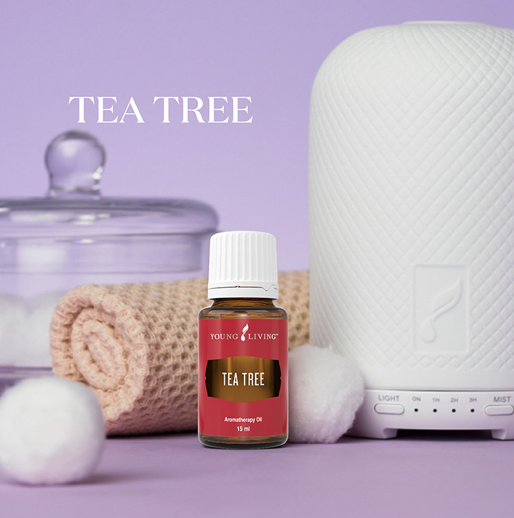 茶树 Tea Tree