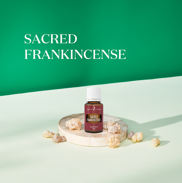 神圣乳香 Sacred Frankincense