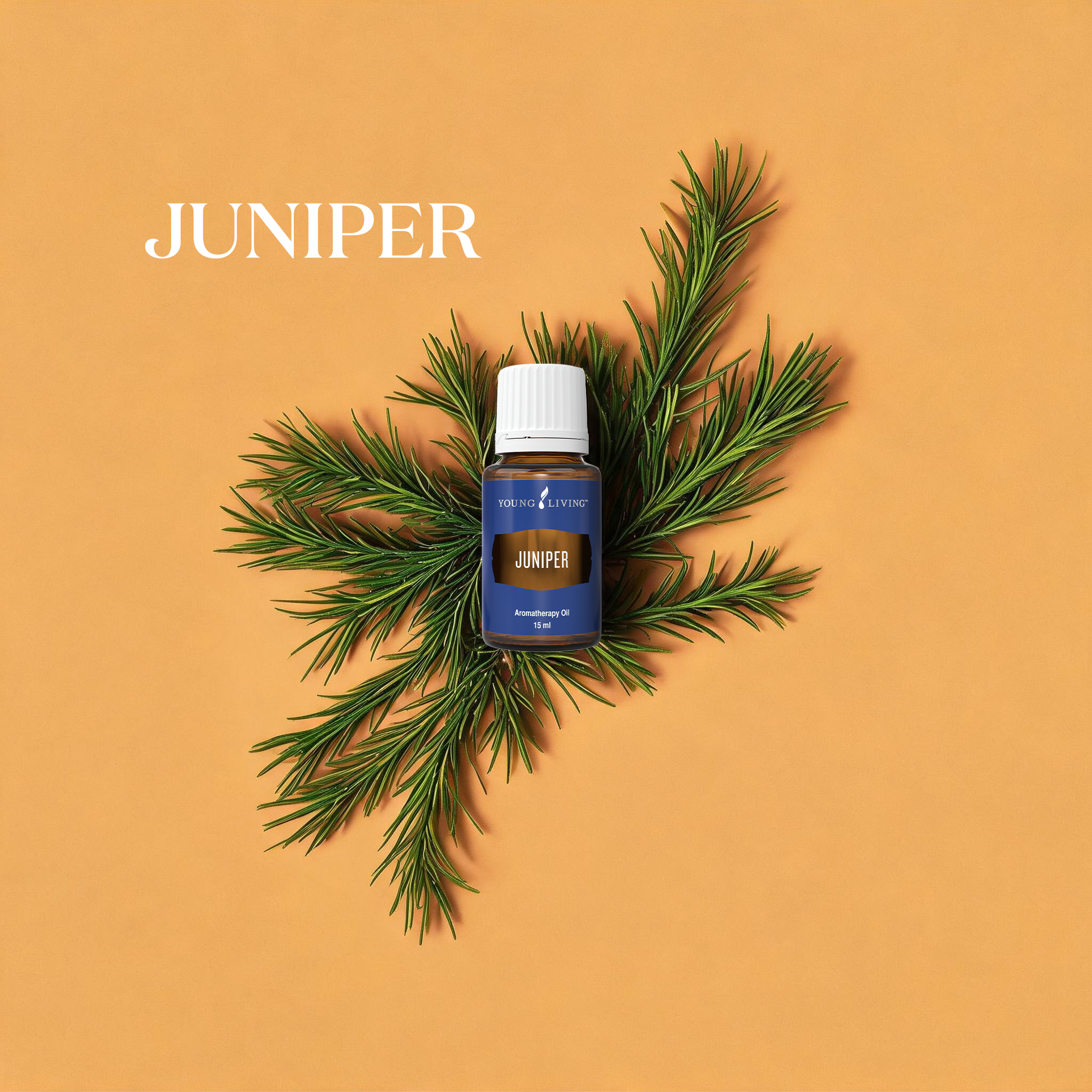杜松 Juniper